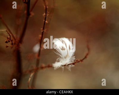 Giù sul ramo Foto Stock