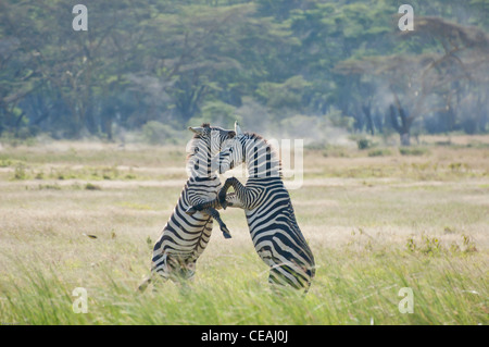 Due pianure Zebra stalloni in lotta per il controllo dell'harem in Lake Nakuru parco nazionale del Kenya. Foto Stock