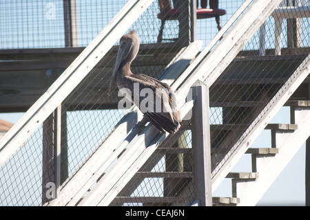 Brown Pelican seduto sulle scale del molo di legno a Cedar Key, Florida, Stati Uniti. Uccelli selvatici costieri appollaiati su una ringhiera a scala. Foto Stock