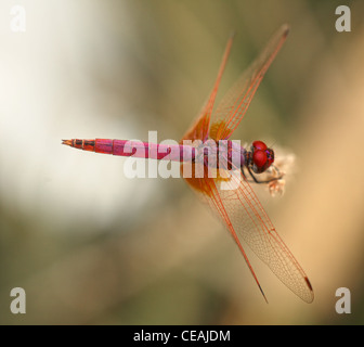 Maschio dropwing viola (Trithemis annulata) dragonfly in un giardino Al Nasr area di Doha. Foto Stock