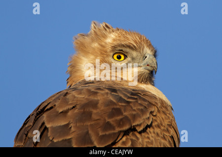 Ritratto di un Allocco eagle (Aquila rapax) , Sud Africa Foto Stock