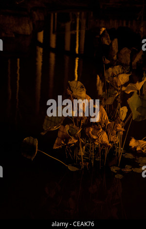 Impianto sul lago di notte in ShaTin Park, ShaTin Hong Kong Cina auto Foto Stock