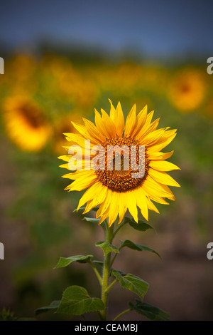 Girasole crescita selvaggia, nello stato di Karnataka, India Foto Stock