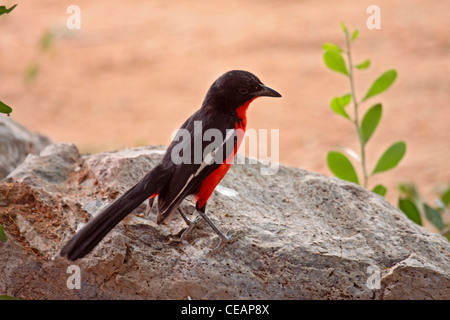 Crimson breasted shrike in Namibia Foto Stock