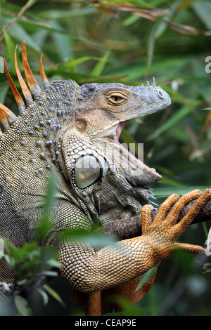 Maschio iguana verde o comune - Iguana Iguana iguana Foto Stock