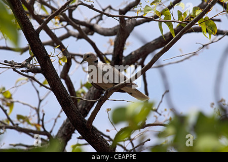 Con gli occhi rossi colomba in Namibia Foto Stock