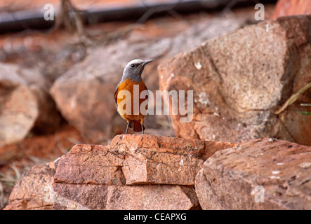 Breve toed rock i tordi in Namibia Foto Stock