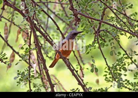 Breve toed rock i tordi in Namibia Foto Stock