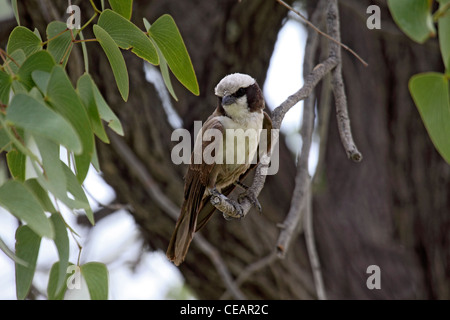 Southern white crowned shrike in Namibia Foto Stock