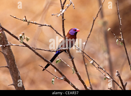 Violetta eared waxbill in Namibia Foto Stock
