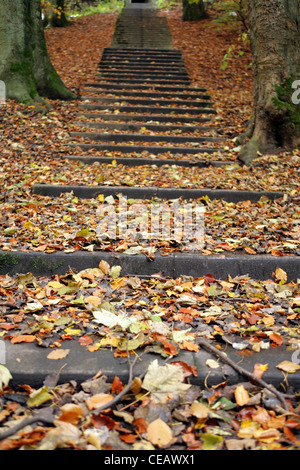 Passaggio coperto con foglie di autunno, Fife Scozia. Foto Stock