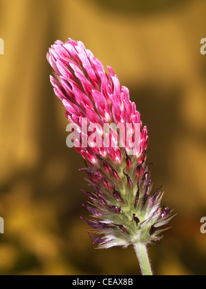 Trifoglio di cremisi, Trifolium incarnatum, verticale ritratto di fiori di colore rosso con una bella fuori fuoco sfondo. Foto Stock