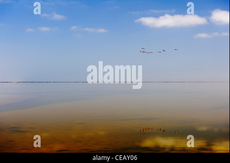 Il volo dei fenicotteri rosa al di sopra della laguna vicino Pelican Point. Walvis Bay, Namibia. Foto Stock