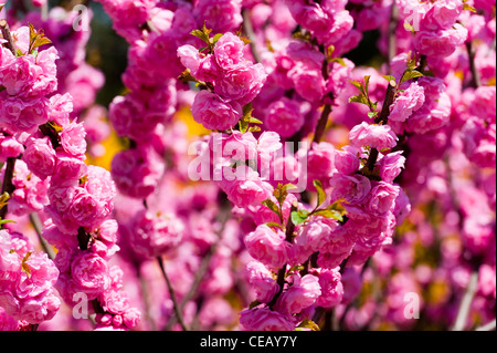 Fiori, Ritan Park, Chaoyang District, Pechino, Cina, Asia. Foto Stock