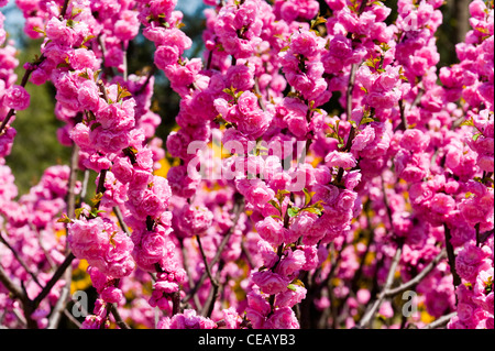 Fiori, Ritan Park, Chaoyang District, Pechino, Cina, Asia. Foto Stock