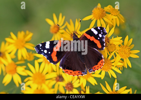 Red Admiral ( Vanessa cardui ) butterfly su comuni erba tossica ( Senecio jacobaea ) selvaggio fiore Foto Stock