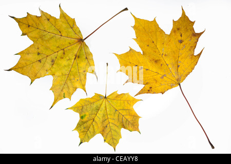 Giallo autunno Maple Leafs. Foto Stock