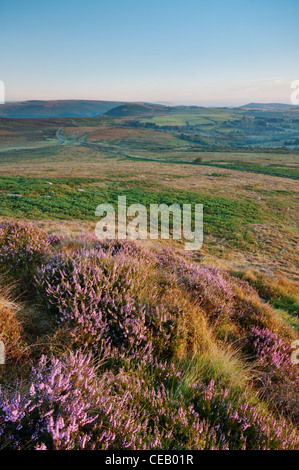 Vista della fioritura Heather in inizio di mattina di sole sul Rippon Tor verso Bell Tor, Dartmoor, Agosto 2011. Foto Stock