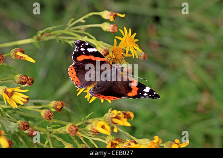 Red Admiral ( Vanessa cardui ) butterfly su comuni erba tossica ( Senecio jacobaea ) selvaggio fiore Foto Stock