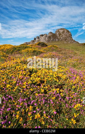 Fioritura erica e ginestre vicino Haytor, Dartmoor, in bright early morning sun, agosto 2011. Foto Stock