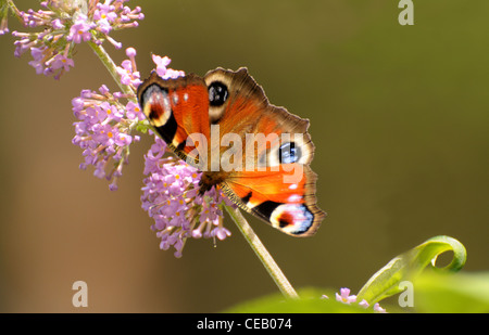 Peacock ( Inachis io ) Butterfly Foto Stock