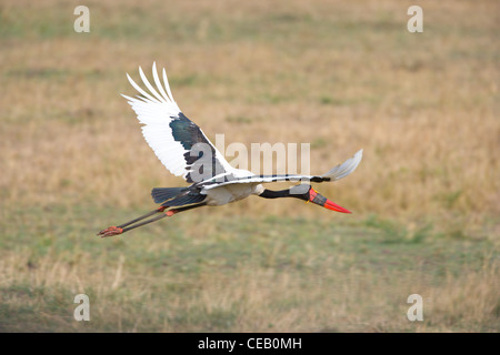 A sella fatturati Stork, Ephippiorhynchus senegalensis, in volo. Masai Mara, Kenya. Foto Stock