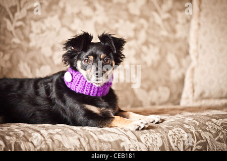 Ritratto di cane che indossa una sciarpa Foto Stock