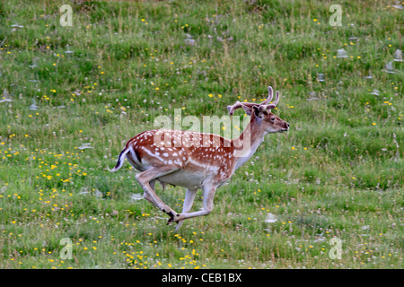 Giovani, Daini ( Dama Dama ) in esecuzione in Prato Foto Stock