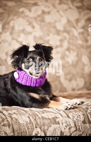 Ritratto di cane che indossa una sciarpa Foto Stock