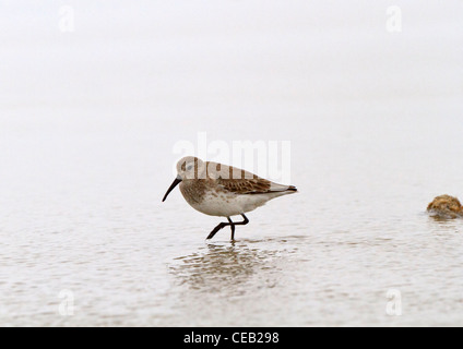 Dunlin, Calidris alpina. Un Dunlin cerca per il cibo in acqua poco profonda del Bolivar appartamenti, Texas Foto Stock