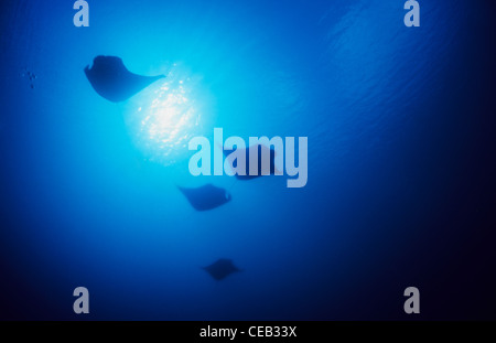 Gigante mante volare sopra di noi, sott'acqua nel canale in tedesco, Palau, Stati Federati di Micronesia Foto Stock