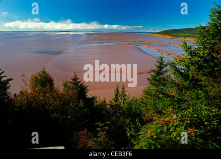 Daniels appartamenti, Mudbanks, bassa marea, Baia di Fundy, Oceano Atlantico, Hopewell, New Brunswick Foto Stock