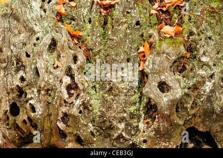 Sweet Chestnut Tree trunk (Castanea sativa) Foto Stock