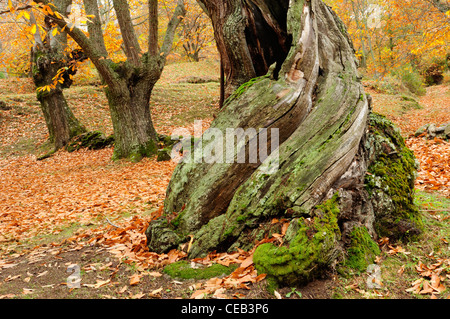 Sweet Chestnut Tree trunk (Castanea sativa) Foto Stock