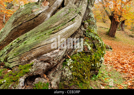 Sweet Chestnut Tree trunk (Castanea sativa) Foto Stock