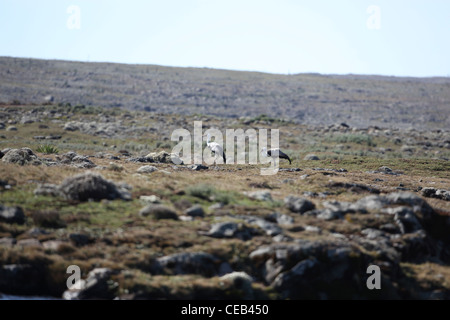 Wattled gru (Bugeranus carunculatus). Coppia vivere fianco a fianco di una piscina sulle praterie montane habitat. Montagne di balle, Etiopia. Foto Stock