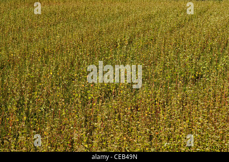 Un campo di grano saraceno a Takayama Giappone Foto Stock