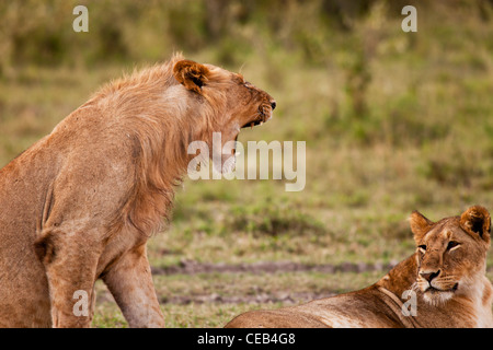 Kenya - Masai Mara - Giovani Lion e Lioness - Mattina presto Foto Stock