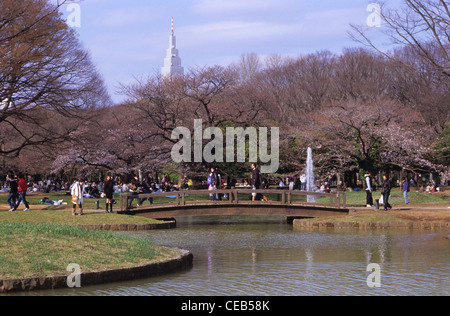 Fiore di Ciliegio, Yoyogi Park, Tokyo, Giappone Foto Stock