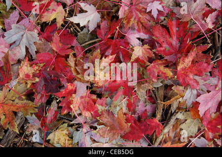 Autumn Leaf cucciolata Foto Stock