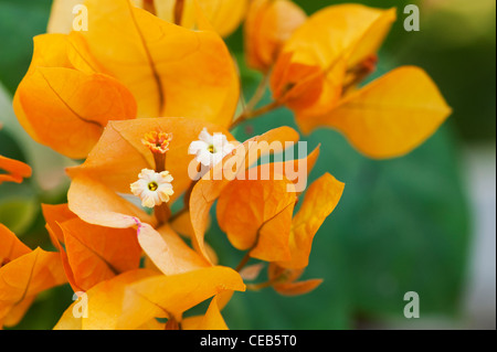 Il Bougainvillea "Orange King'. Il Bougainvillea arancione. Piccoli fiori di colore bianco e arancione brattee. Andhra Pradesh, India Foto Stock