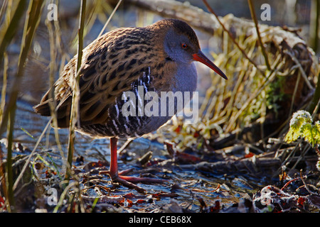 Water Rail Foto Stock