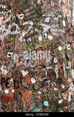 La struttura ad albero con molte dediche in un albero vicino alla tomba di Jim Morrison nel cimitero di Père Lachaise di Parigi. Foto Stock