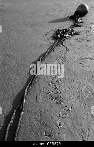 Un uccello ha lasciato impronte nella sabbia bagnata accanto a una corda e la boa. Foto Stock