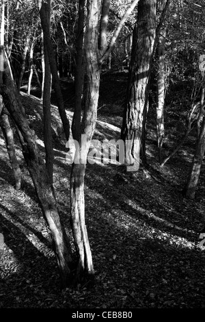 La luce del sole splende attraverso l'albero canopy la creazione di ombre e schemi sui tronchi di alberi e il terreno sottostante. Foto Stock
