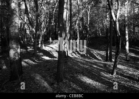 La luce del sole splende attraverso l'albero canopy la creazione di ombre e schemi sui tronchi di alberi e il terreno sottostante. Foto Stock