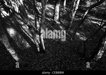 La luce del sole splende attraverso l'albero canopy la creazione di ombre e schemi sui tronchi di alberi e il terreno sottostante. Foto Stock