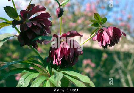 L'elleboro close up Foto Stock