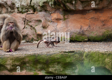 Baby babbuino e sua madre in uno zoo Foto Stock