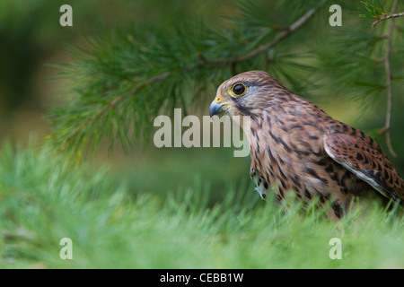 Comune di Gheppio Falco tinnunculus (prigioniero) arroccato a Hawk Conservancy fiducia in settembre. Foto Stock